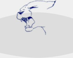 cougar